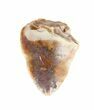 Triassic Phytosaur (Redondasaurus) Tooth - Arizona #62390-1
